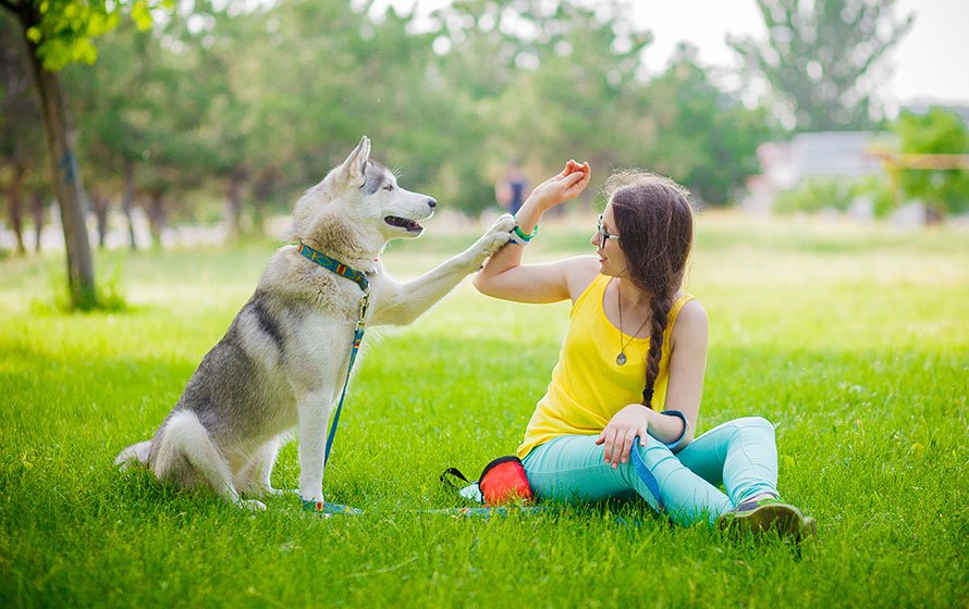 dog trainer