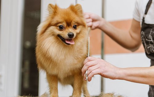 puppy designer