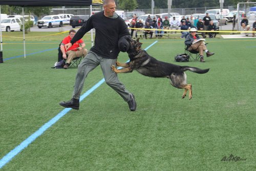 dog training