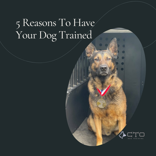 reason of dogs