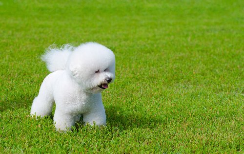 puppy