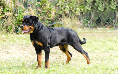dog