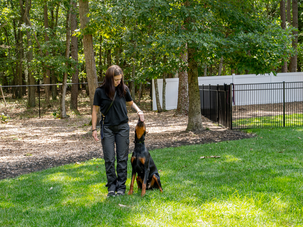 dog training