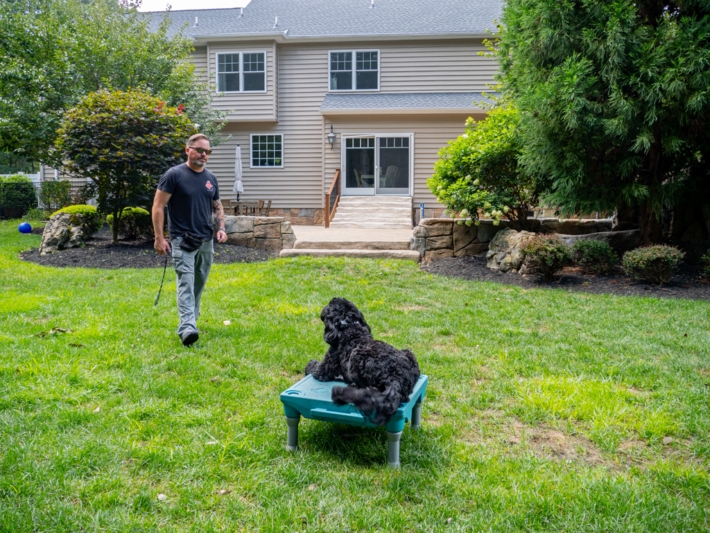 dog training
