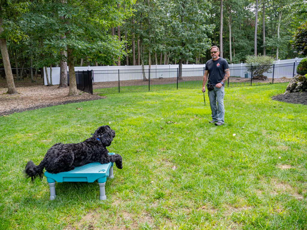 dog training