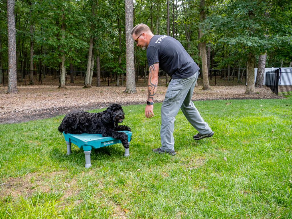 black dog training