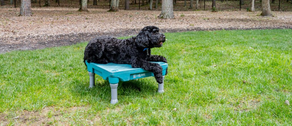 Dog training, mobile