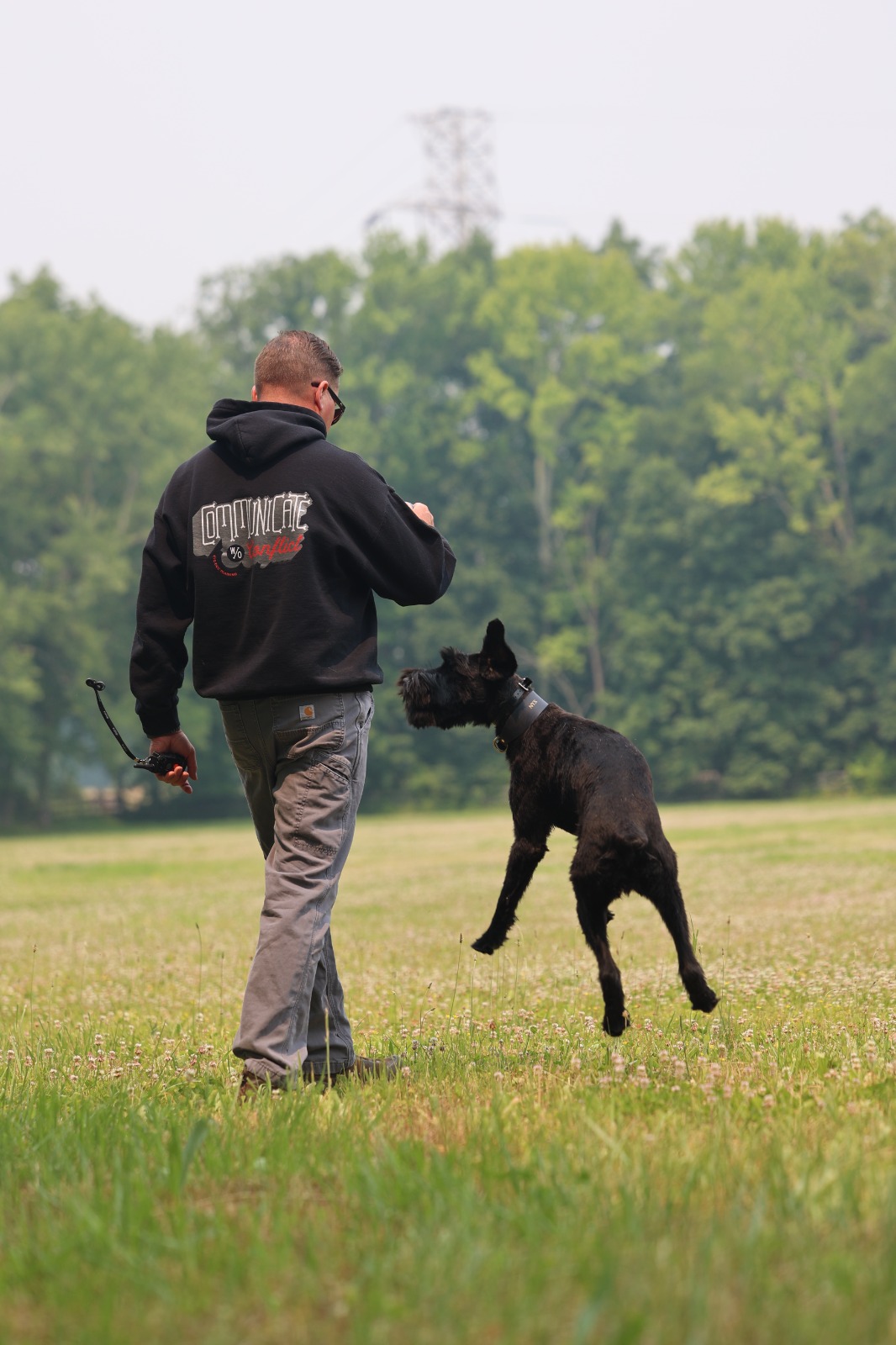dog training