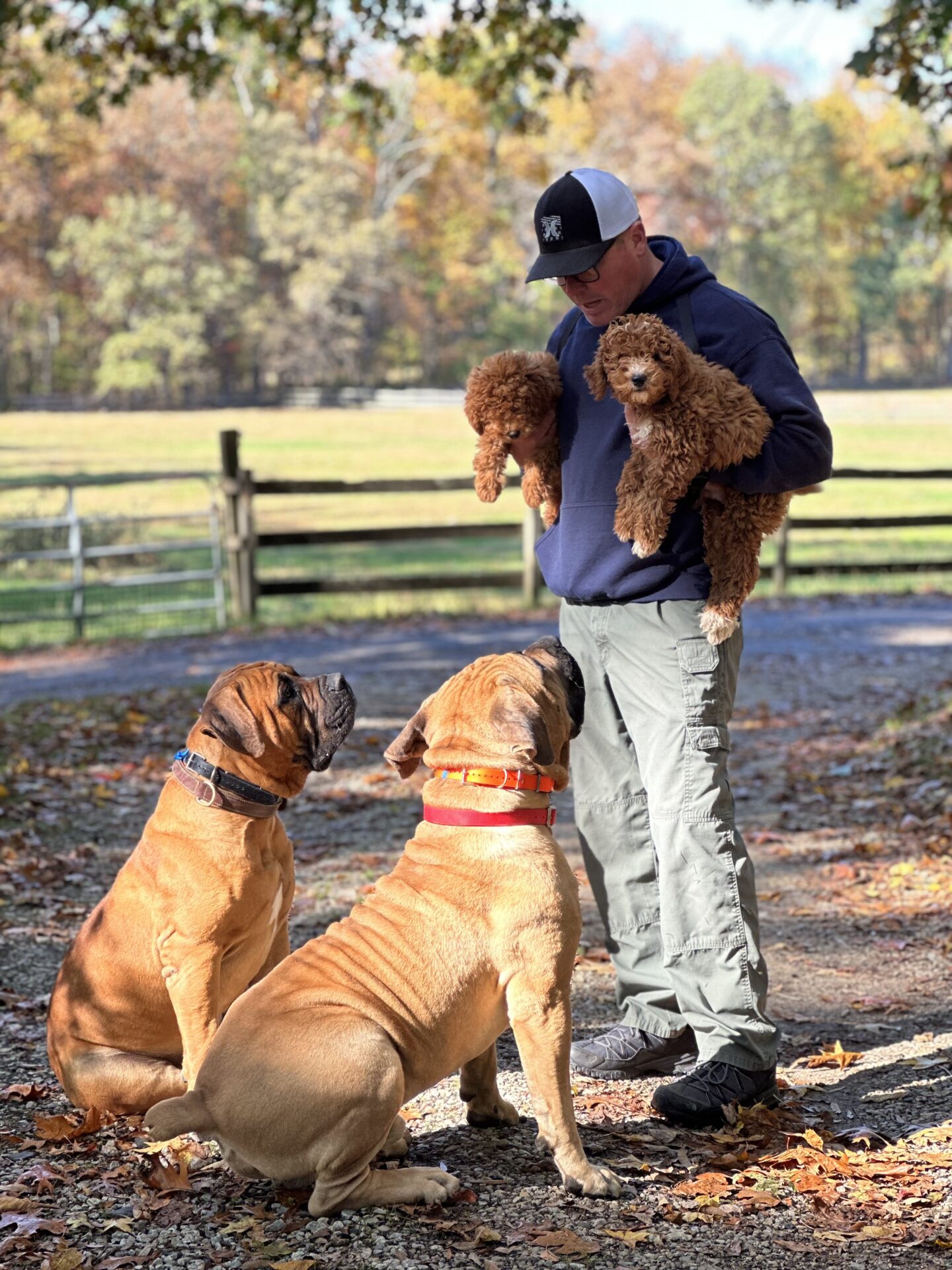 dog training