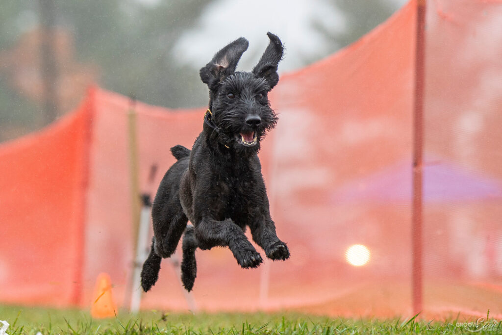 Dog Behavior Modification