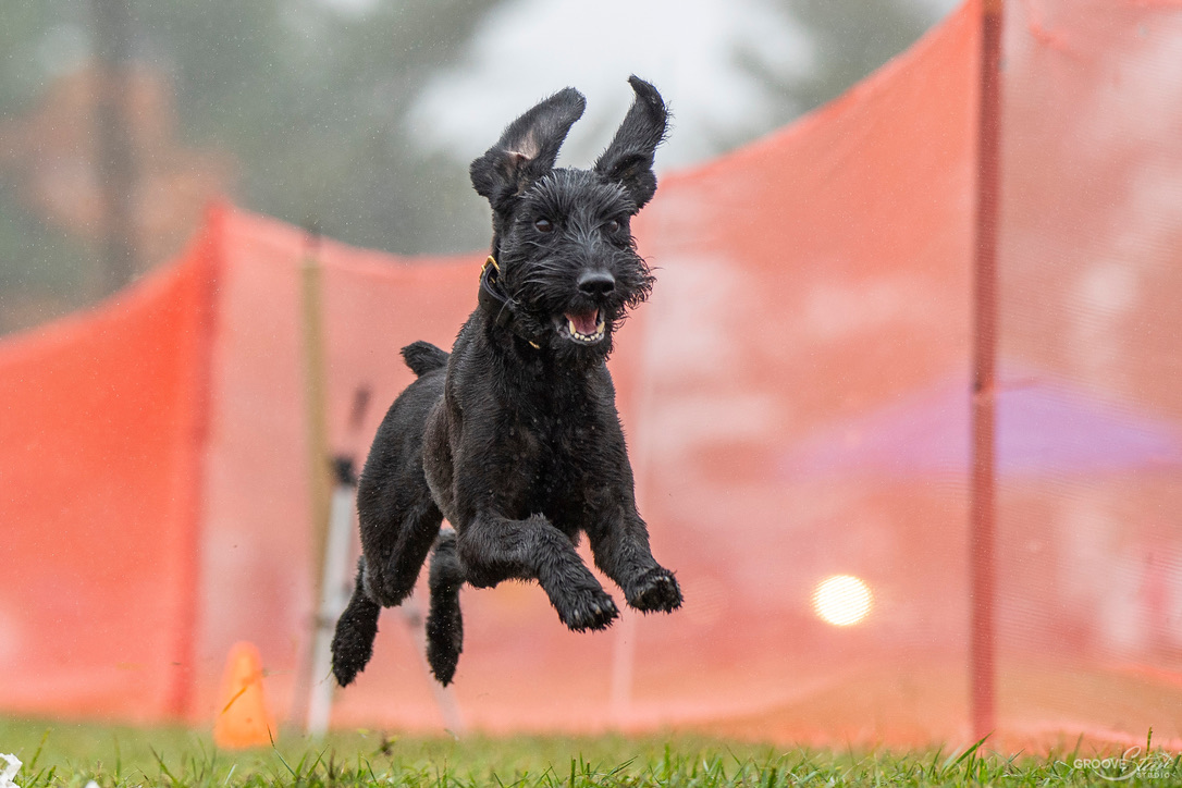 Dog Behavior Modification