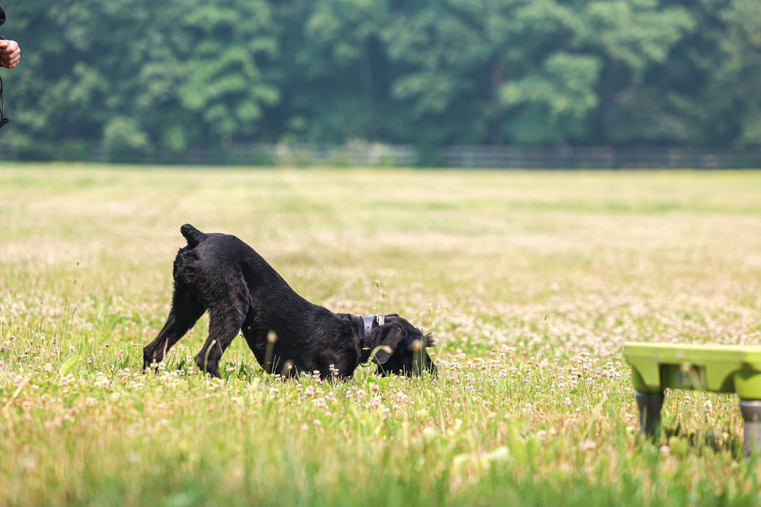 Dog Behavior Modification