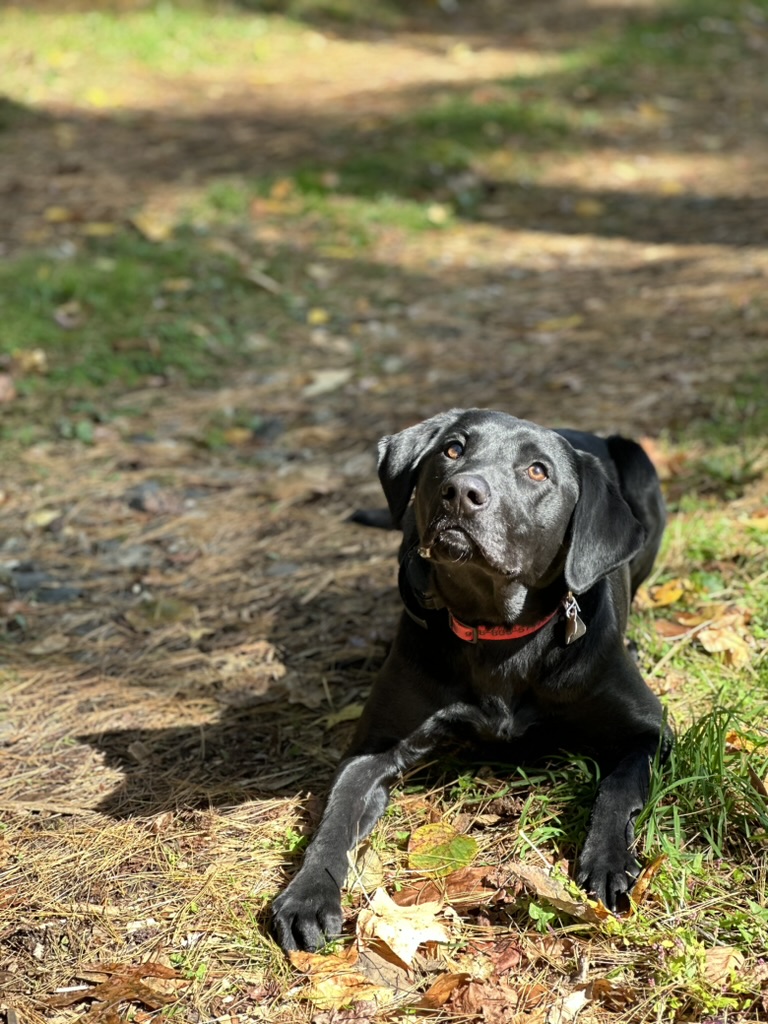dog