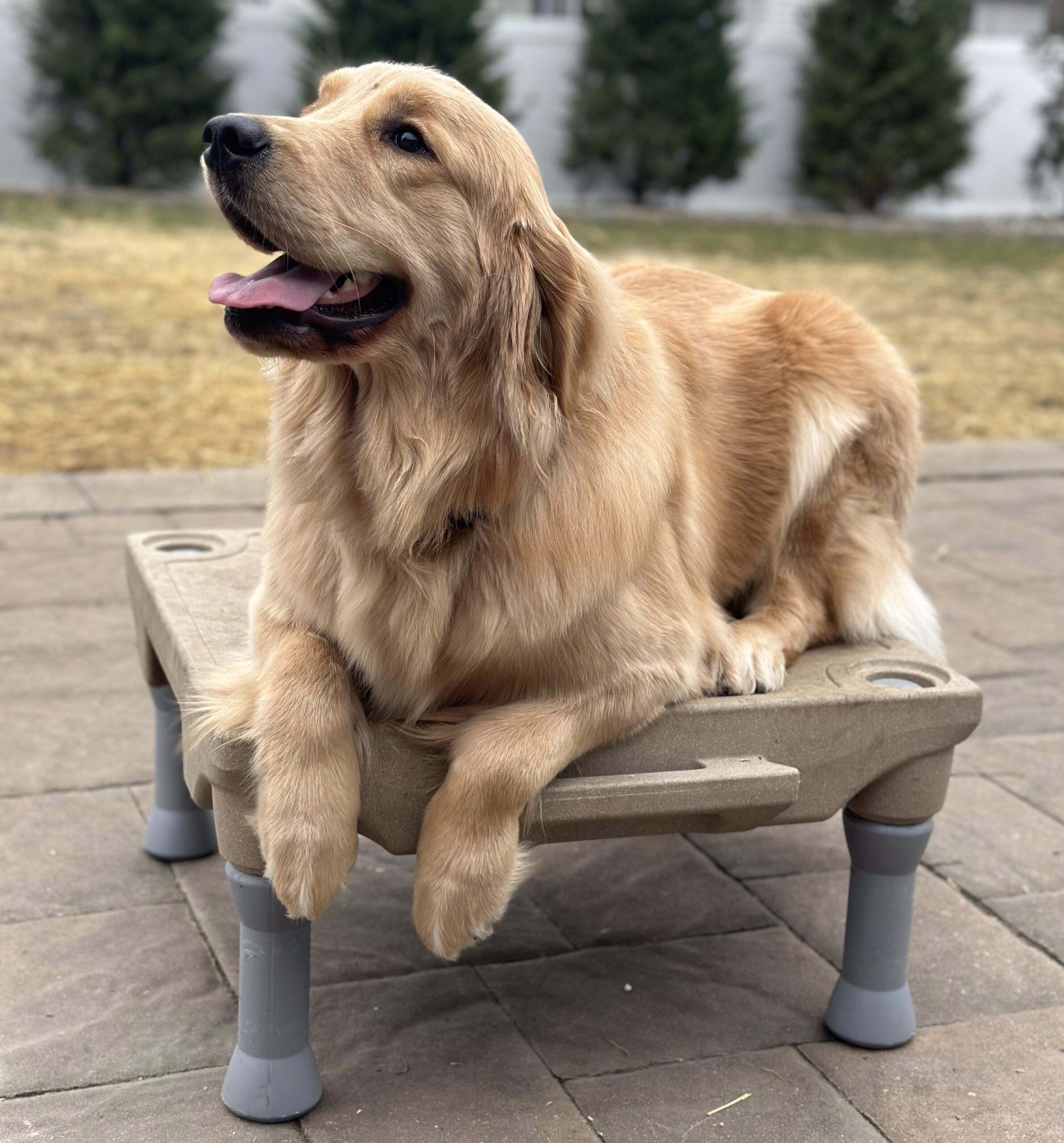 dog training