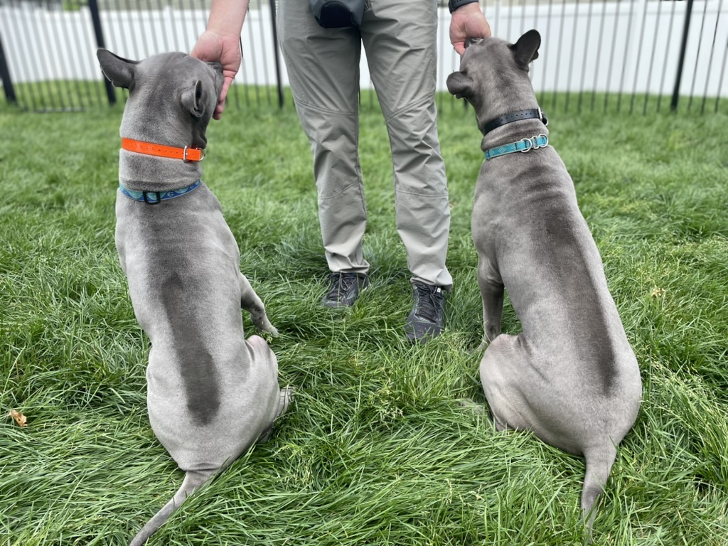 cto dog training