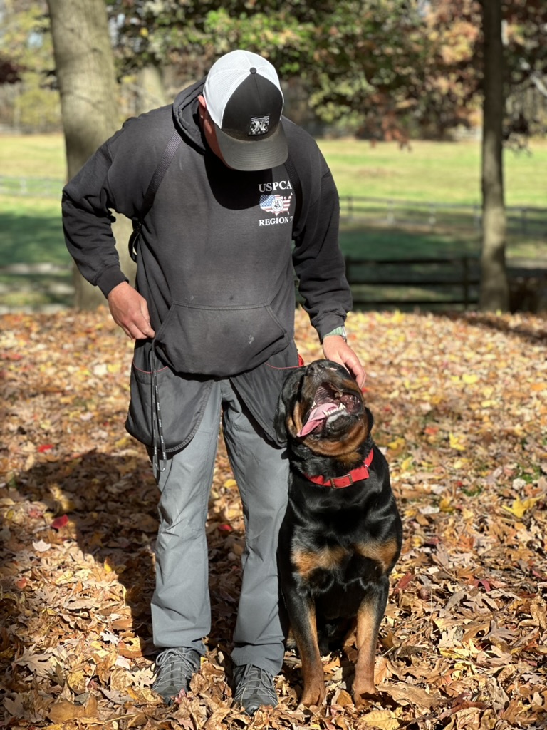 dog training