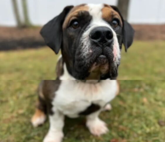 black & white dog