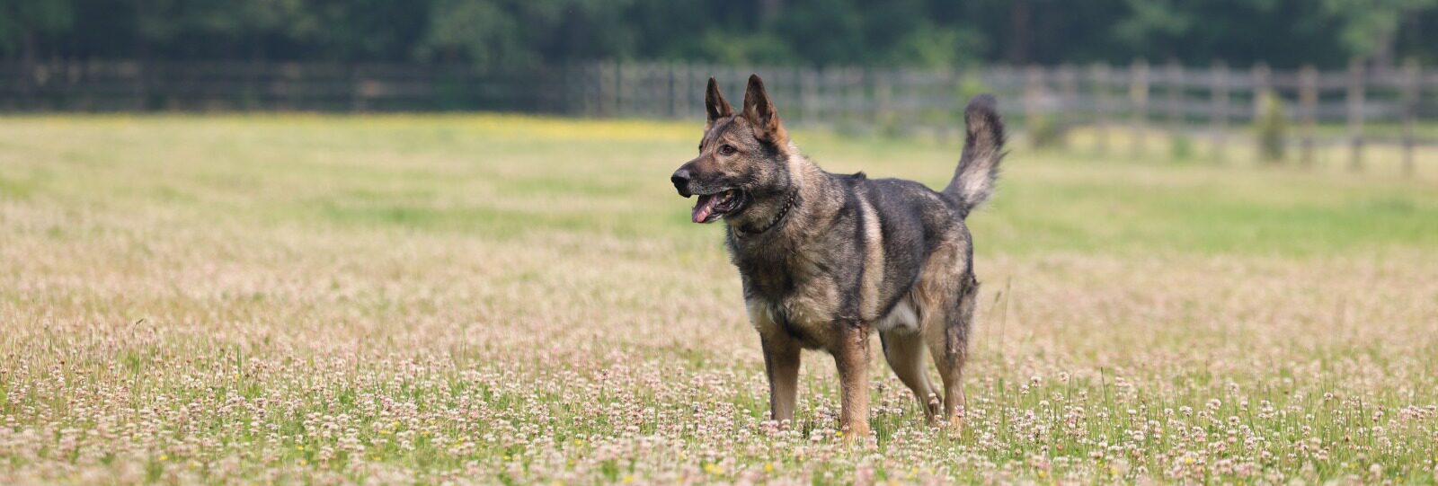 Advanced Obedience