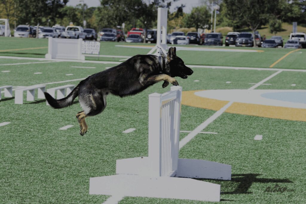 dog jump